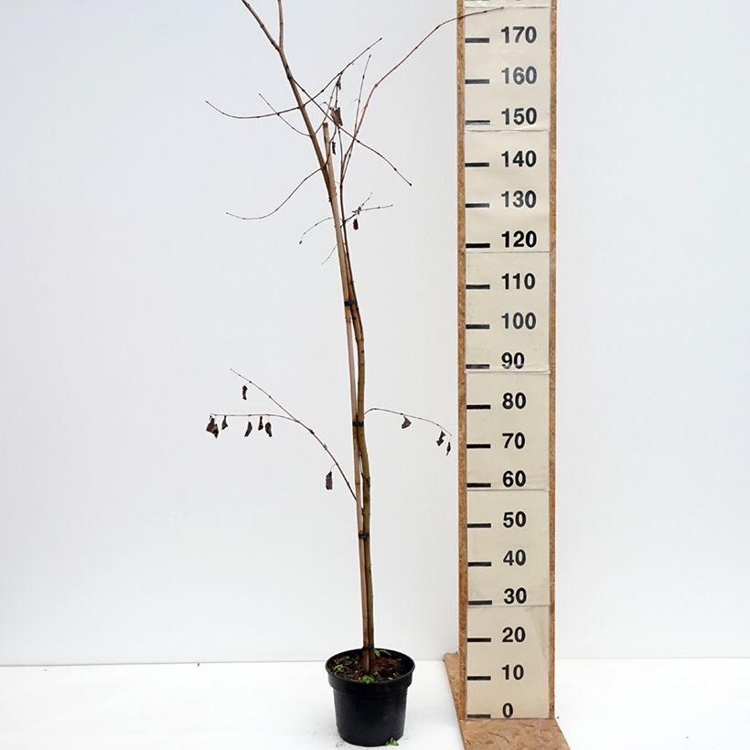 Spécimen de Arbre à caramel - Cercidiphyllum magnificum Pot de 4L/5L tel que livré en automne