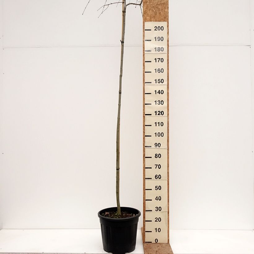 Example of Arbre à caramel pleureur - Cercidiphyllum japonicum Morioka Weeping Pot de 30L/35L, Tige, Tige 6/8 as you get in hiver
