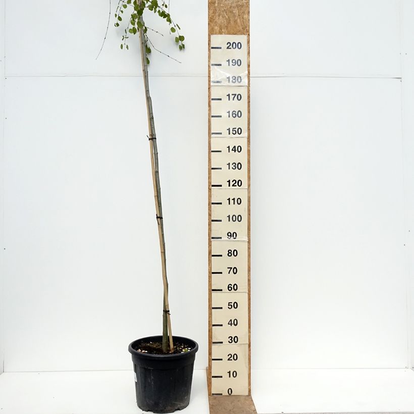Spécimen de Arbre à caramel pleureur - Cercidiphyllum japonicum Morioka Weeping Pot de 30L/35L, Tige, Tige 6/8 tel que livré au printemps