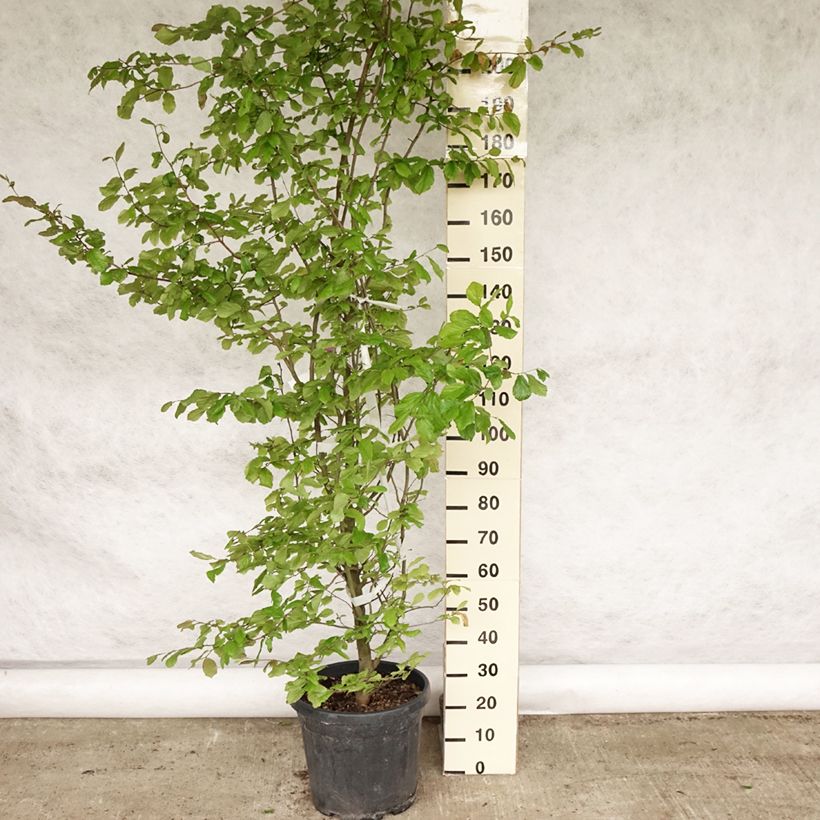 Spécimen de Arbre de fer - Parrotia persica Pot de 30L/35L tel que livré au printemps