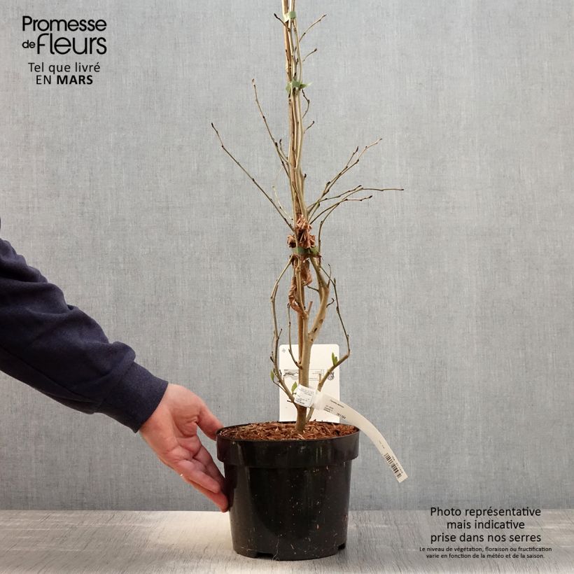 Spécimen de Arbre de fer - Parrotia persica Pot de 3L/4L tel que livré au printemps