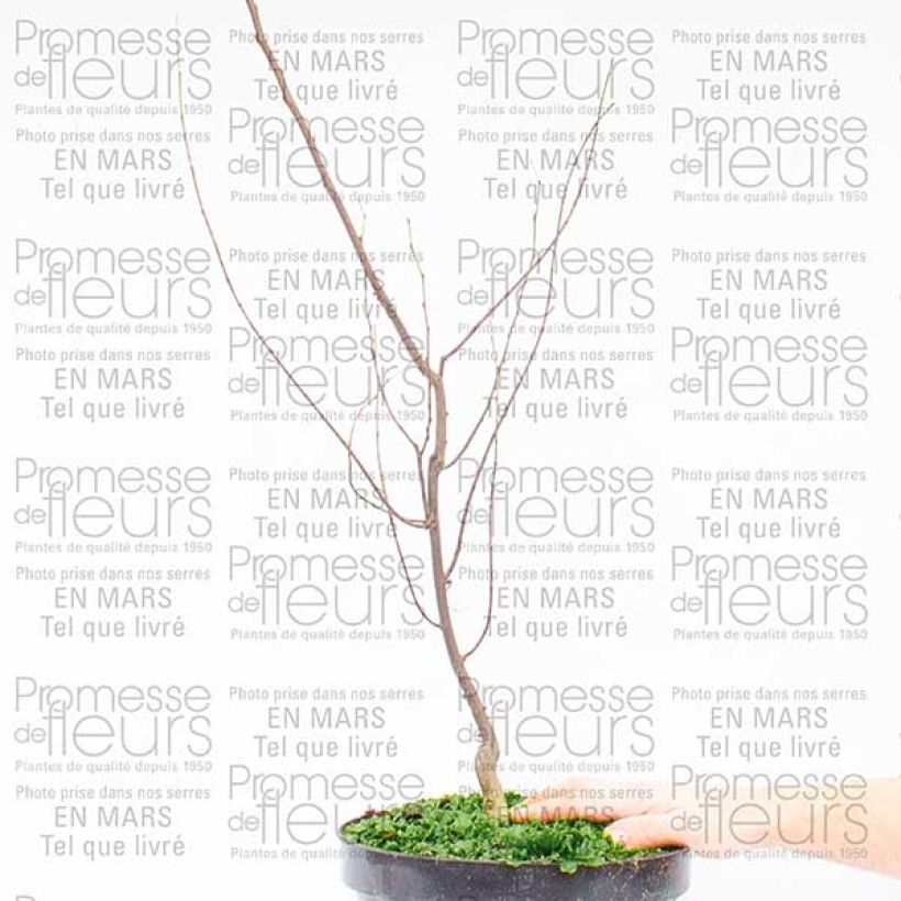 Exemple de spécimen de Cercis canadensis Silver Lining - Arbre de Judée panaché Pot de 7,5L/10L tel que livré