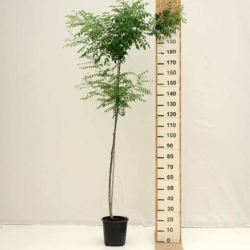 Spécimen de Arbre des pagodes - Sophora japonica Pot de 7,5L/10L tel que livré au printemps