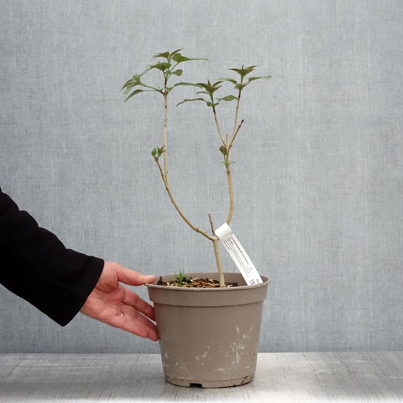 Spécimen de Arbre du clergé Fargesii - Clerodendrum trichotomum Fargesii Pot de 3L/4L tel que livré au printemps