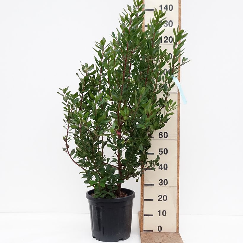 Spécimen de Arbutus unedo - Arbousier Pot de 18L/20L tel que livré en hiver