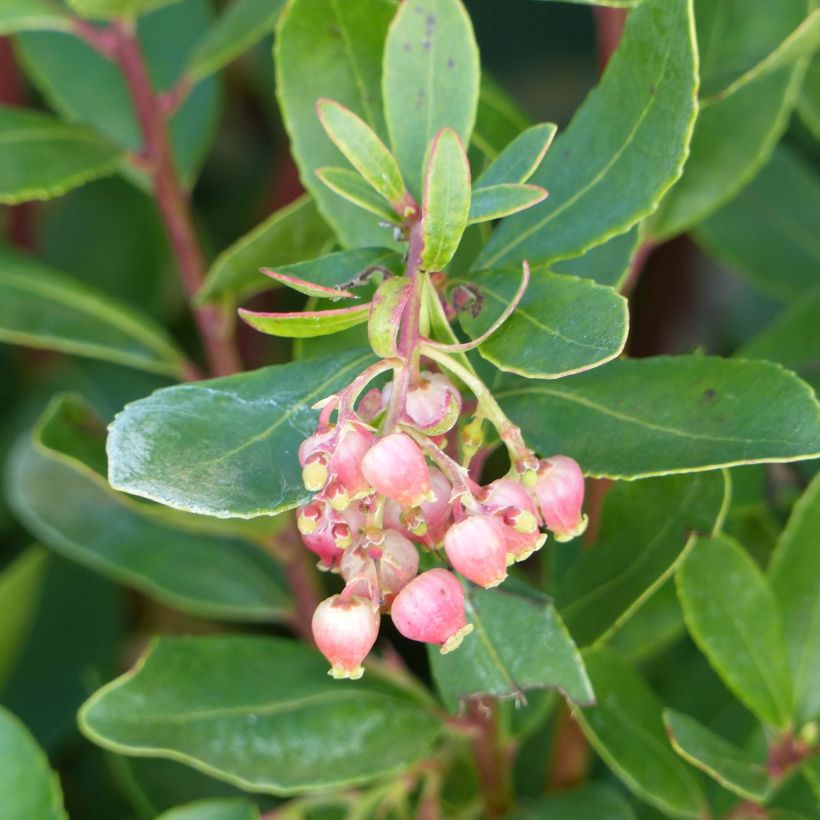 Arbutus unedo Roselily - Arbousier (Flowering)