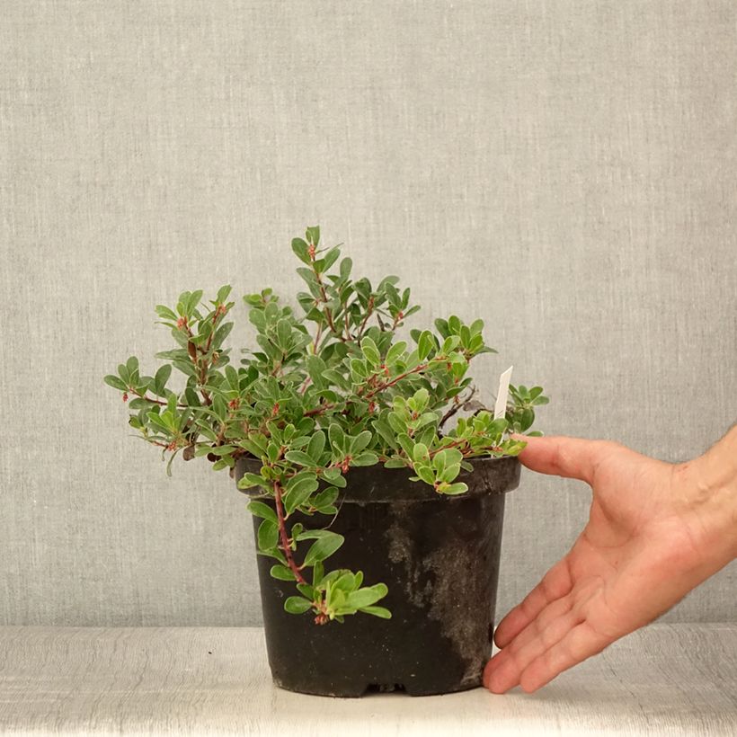 Spécimen de Arctostaphylos uva-ursi - Raisin d'ours Pot de 3L/4L tel que livré en été
