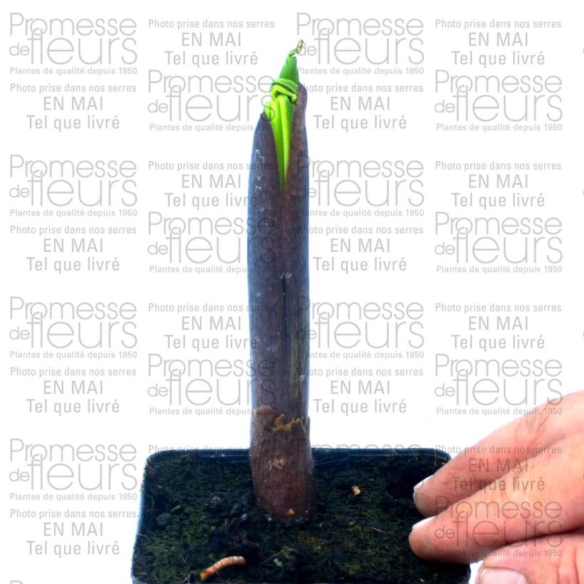 Exemple de spécimen de Arisaema ciliatum Pot de 2L/3L tel que livré