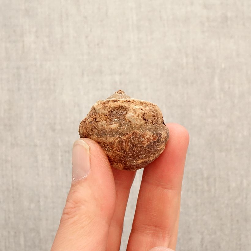 Spécimen de Arisaema consanguineum Bulbe, Calibre I tel que livré au printemps
