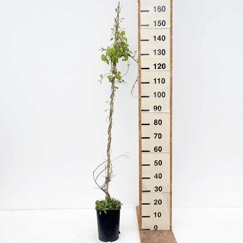 Spécimen de Aristoloche - Aristolochia macrophylla (durior) Pot de 6L/7L tel que livré au printemps