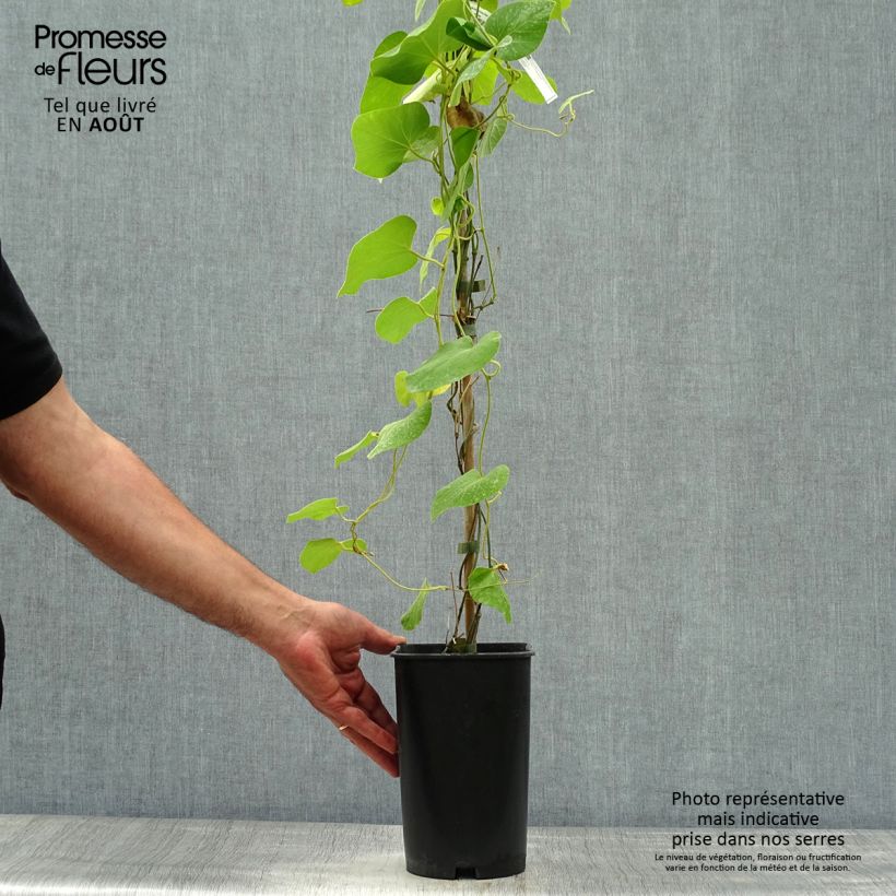 Spécimen de Aristoloche - Aristolochia macrophylla (durior) Pot de 2L/3L tel que livré en été