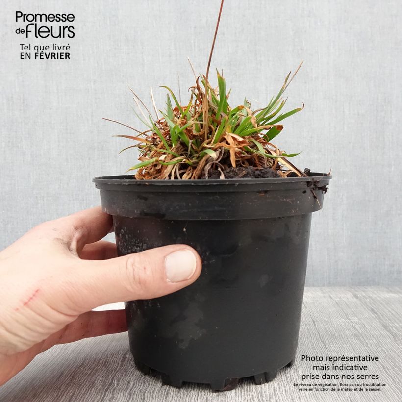 Spécimen de Armeria pseudarmeria Ballerina Lilac - Gazon d'Espagne Pot de 2L/3L tel que livré en hiver