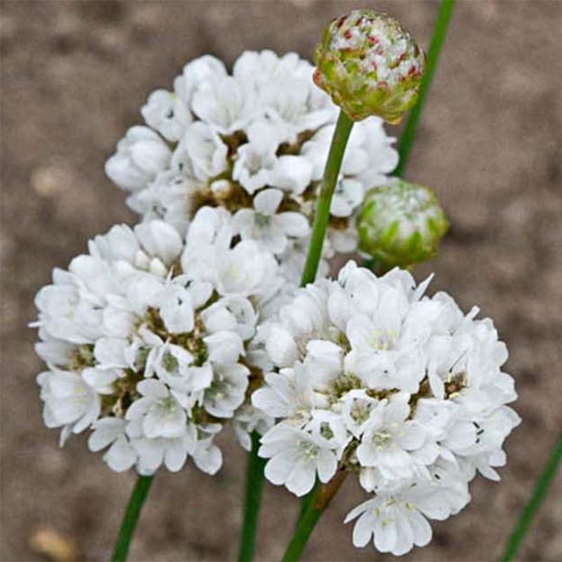 Armeria pseudarmeria Ballerina White - Gazon d'Espagne (Flowering)