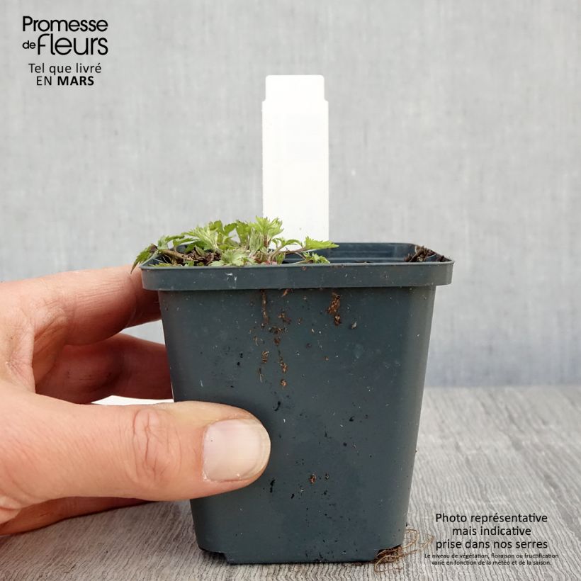 Spécimen de Armoise chinoise Jim Russel - Artemisia lactiflora Godet de 8/9 cm tel que livré au printemps