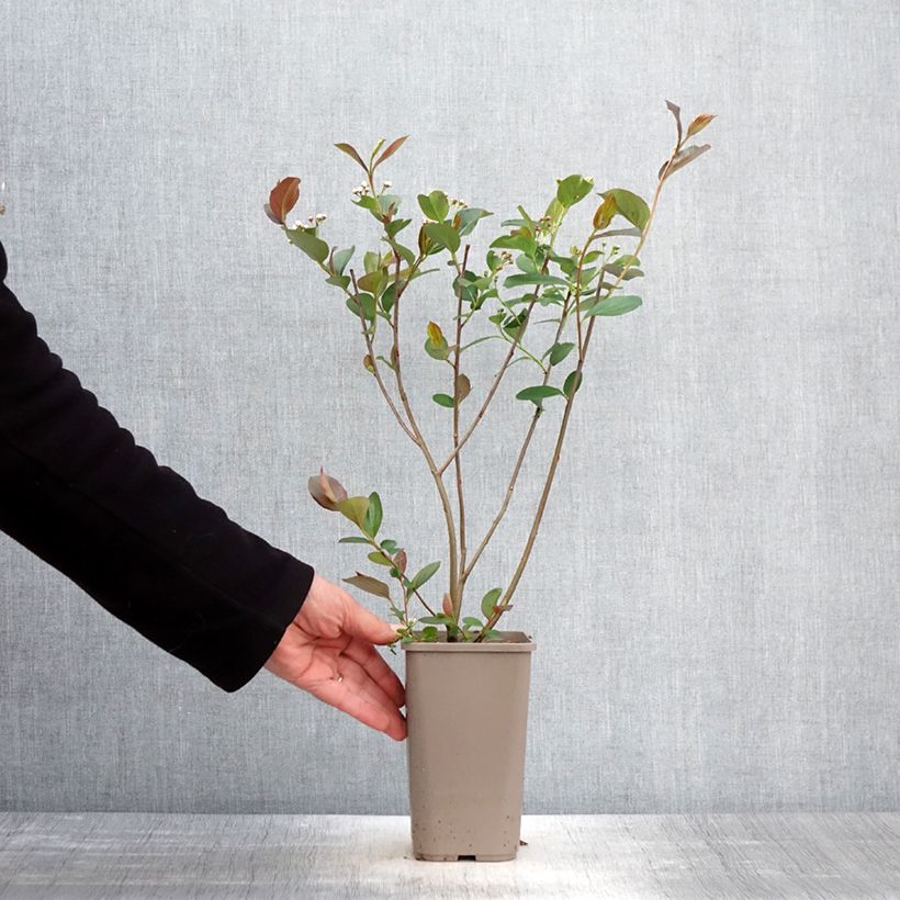 Spécimen de Aronia Lowberry Little Helpers Pot de 1,5L/2L tel que livré au printemps