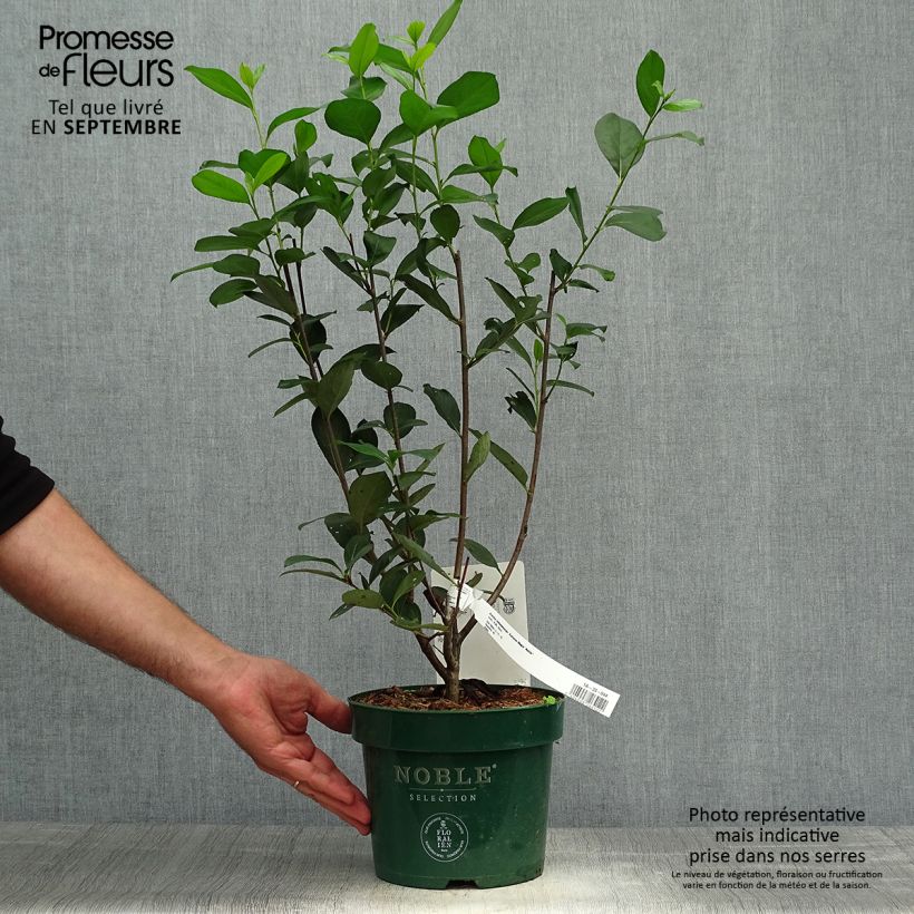Spécimen de Aronia melanocarpa Autumn Magic Pot de 2L/3L tel que livré en automne