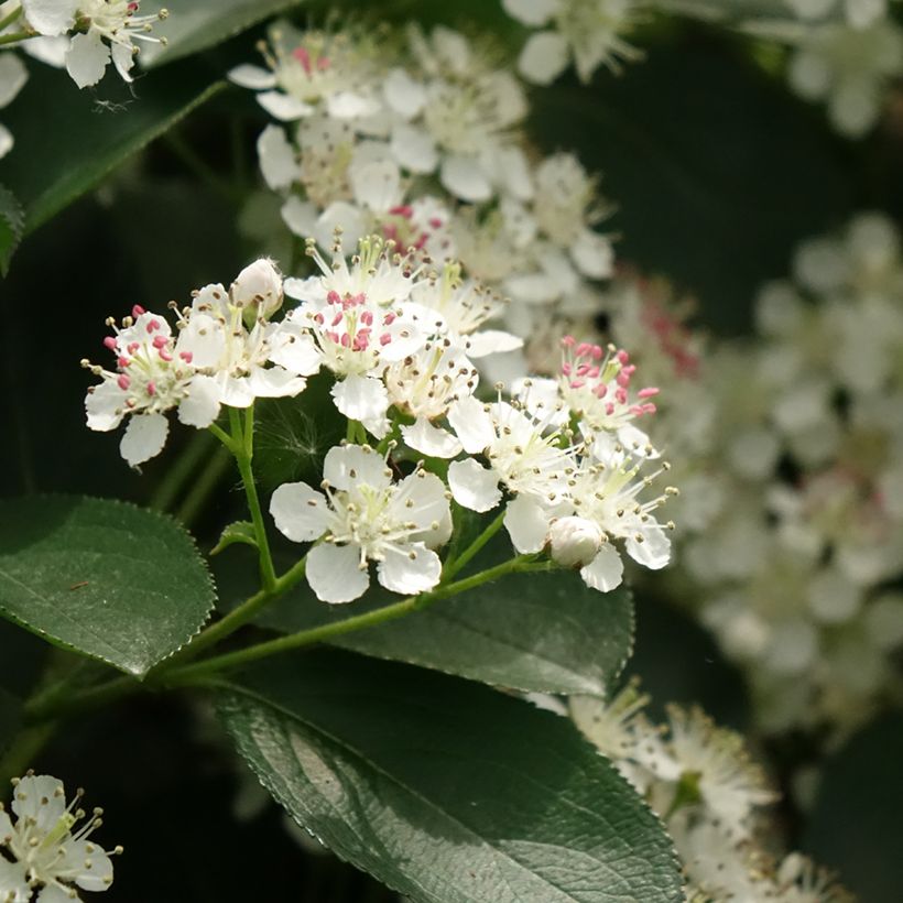 Aronia melanocarpa Autumn Magic (Floraison)