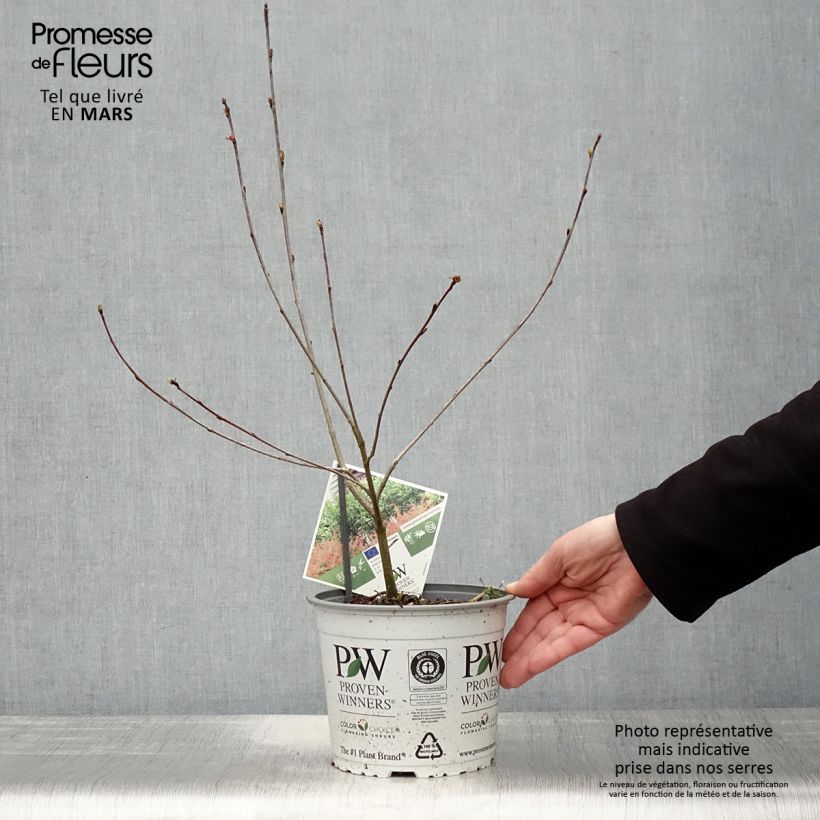 Spécimen de Aronia melanocarpa Revontuli Hedger - Aronie à fruits noirs Pot de 3L/4L tel que livré au printemps