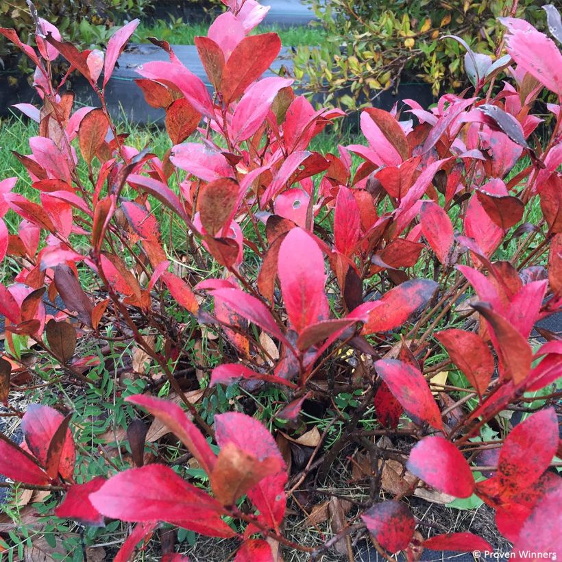 Aronia melanocarpa Revontuli Mound - Aronie à fruits noirs (Foliage)