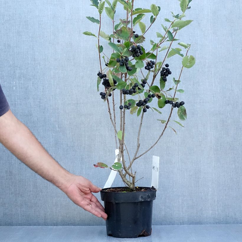 Spécimen de Aronia prunifolia Aron Pot de 2L/3L tel que livré en été