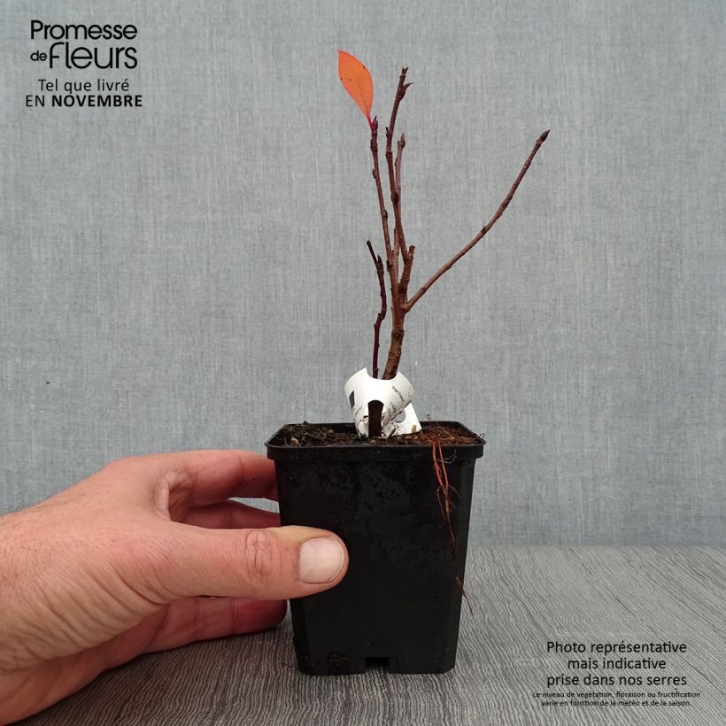 Spécimen de Aronia prunifolia Viking Godet de 7/8 cm tel que livré en automne