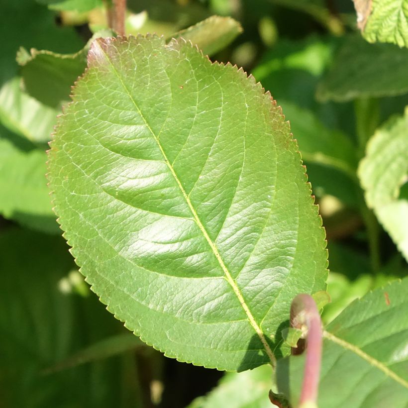 Aronia x prunifolia Rubina - Aronie à feuille de prunier (Feuillage)