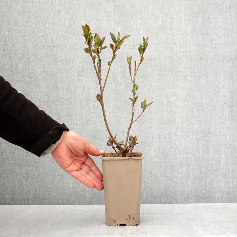 Spécimen de Aronia x prunifolia Rubina - Aronie à feuille de prunier Pot de 1,5L/2L, Touffe tel que livré au printemps