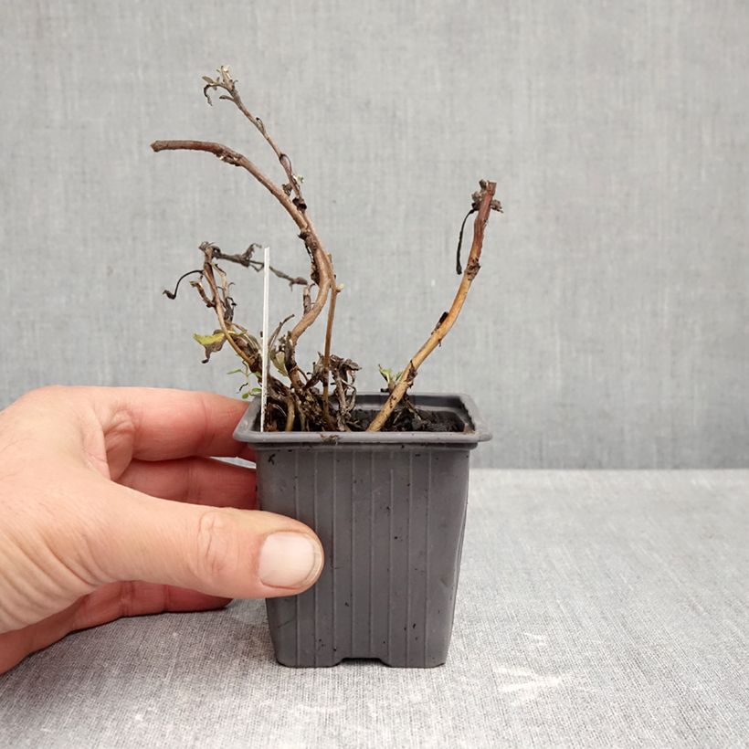 Spécimen de Artemisia stelleriana Morris Strain - Absinthe des rivages Godet de 8/9 cm tel que livré en automne