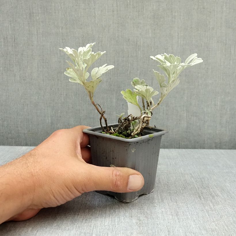 Spécimen de Artemisia stelleriana Morris Strain - Absinthe des rivages Godet de 8/9 cm tel que livré en été