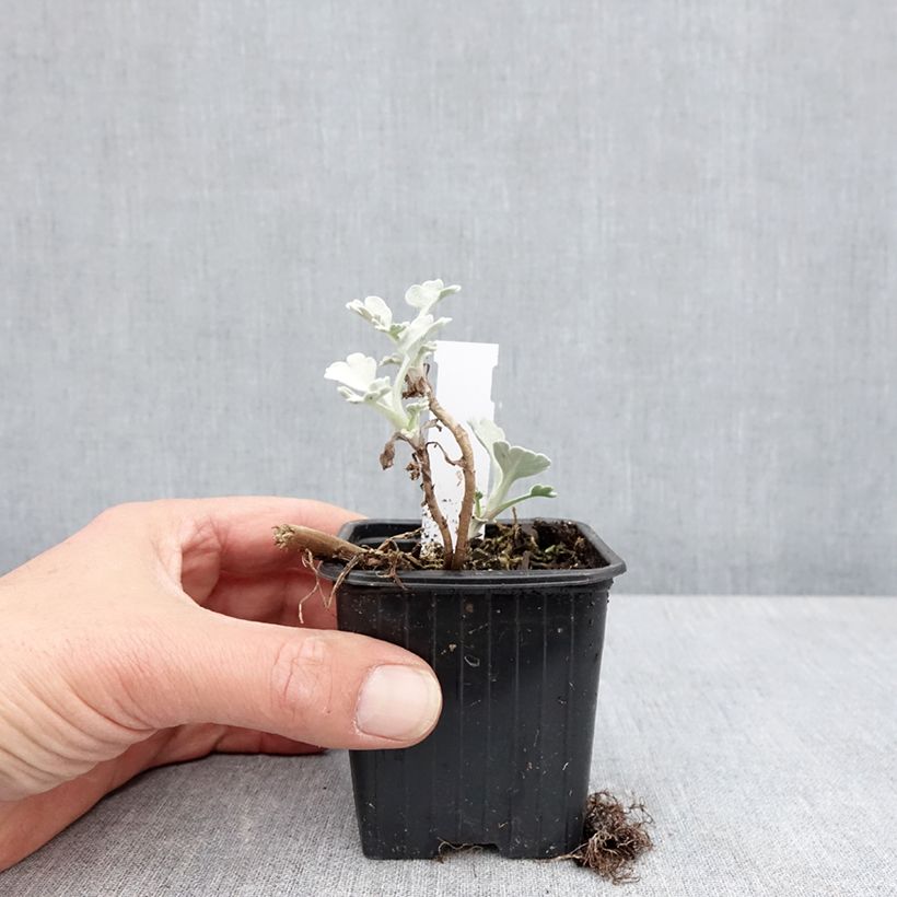 Spécimen de Artemisia stelleriana Morris Strain - Absinthe des rivages Godet de 8/9 cm tel que livré au printemps