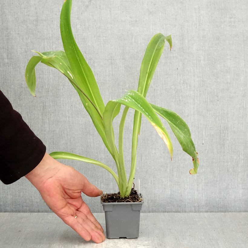 Spécimen de Arthropodium cirrhatum Godet de 8/9 cm tel que livré au printemps