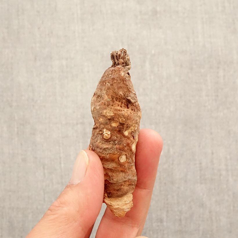 Spécimen de Arum italicum - Gouet d'Italie Bulbe, Calibre 10+ tel que livré au printemps