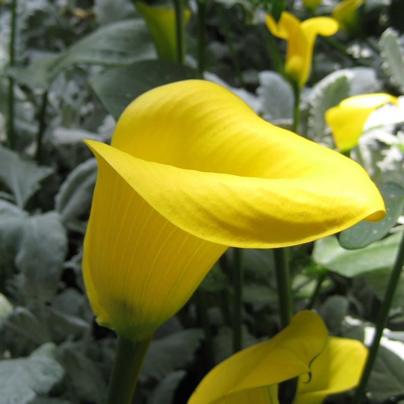 Arum ou Calla jaune - Zantedeschia Solfatare (Flowering)