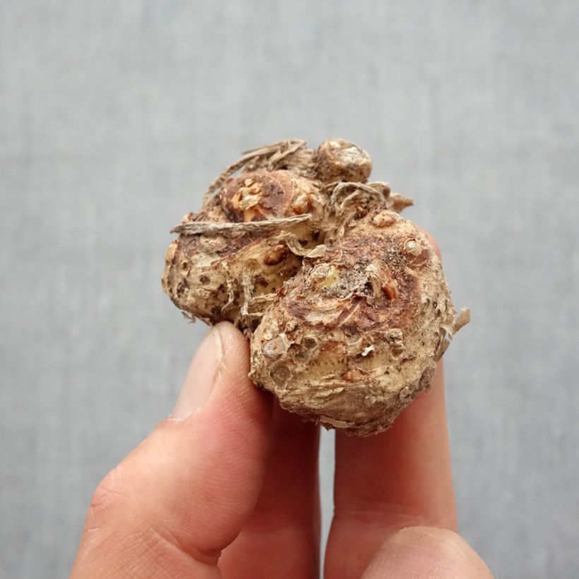 Example of Arum ou Calla rouge vif - Zantedeschia Majestic Red Bulbe calibre 12+ as you get in printemps