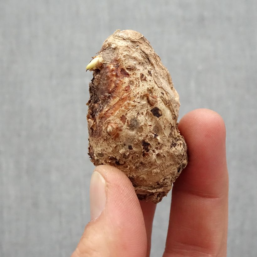 Spécimen de Arum ou Calla à fleurs jaune soutenu - Zantedeschia Captain Trinity Bulbe calibre 14+ tel que livré au printemps