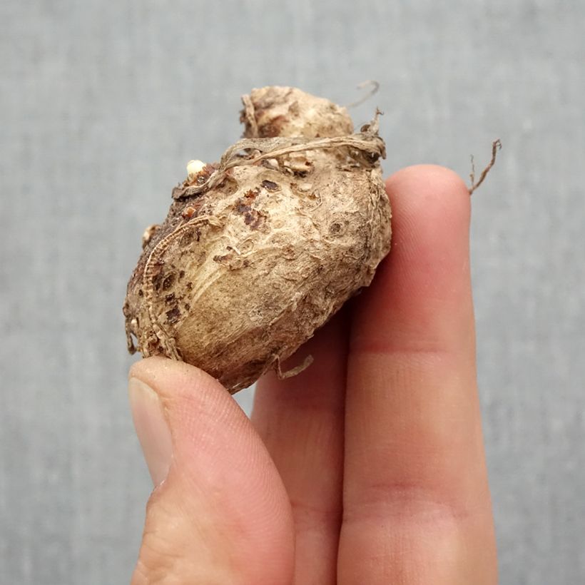Example of Arum ou Calla à fleurs rouge, orange et jaune - Zantedeschia Captain Fuego Bulbe calibre 14+ as you get in printemps