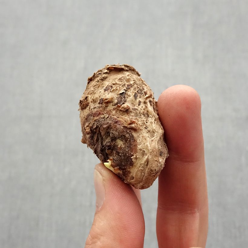 Spécimen de Arum ou Calla blanc rosé - Zantedeschia Crystal Blush Bulbe calibre 14+ tel que livré au printemps