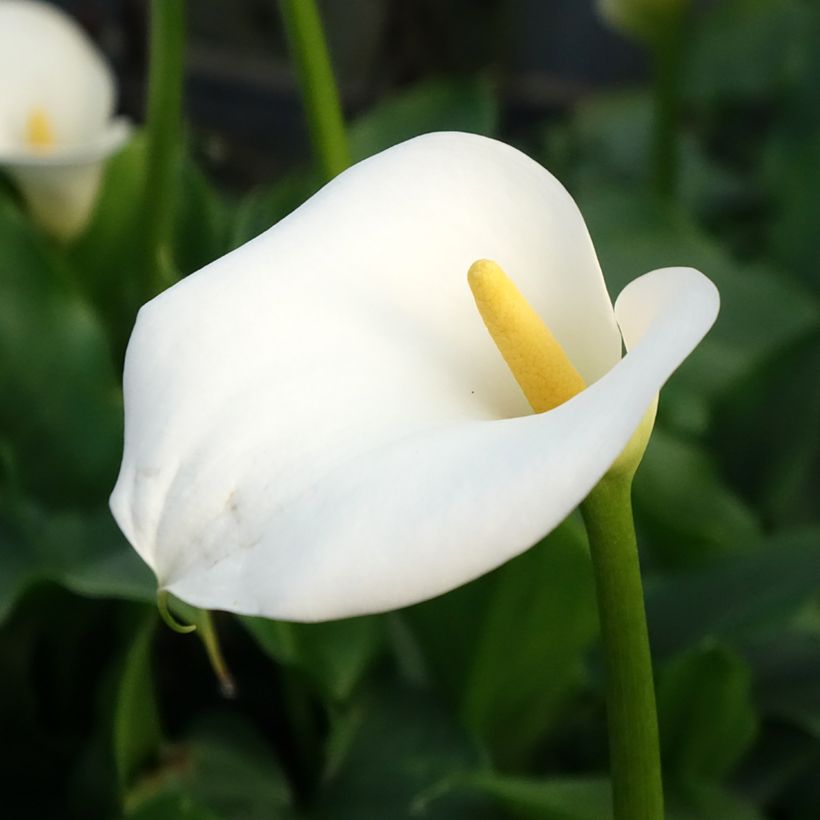 Arum ou Calla blanc - Zantedeschia aethiopica (Floraison)