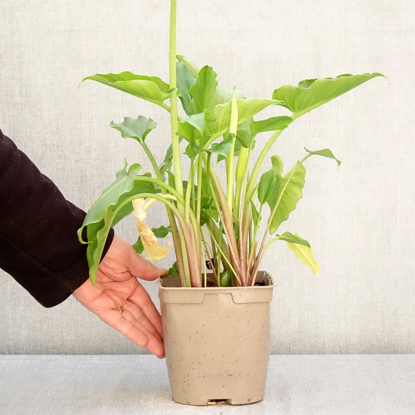 Spécimen de Arum ou Calla blanc - Zantedeschia aethiopica Pot de 2L/3L tel que livré au printemps