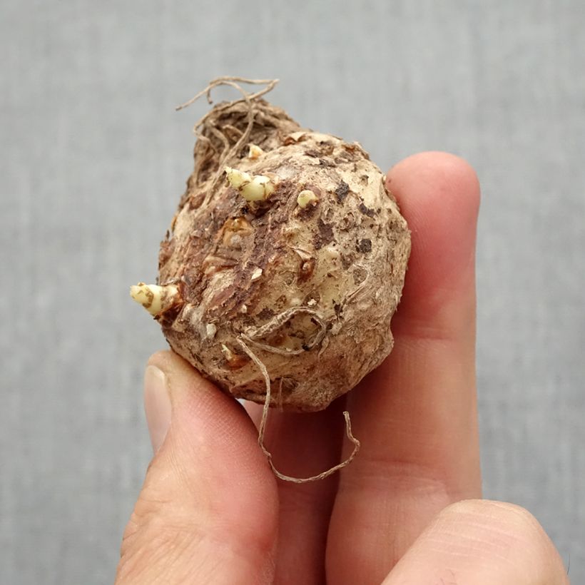 Spécimen de Arum ou Calla jaune - Zantedeschia Black Eyed Beauty Bulbe calibre 14+ tel que livré au printemps