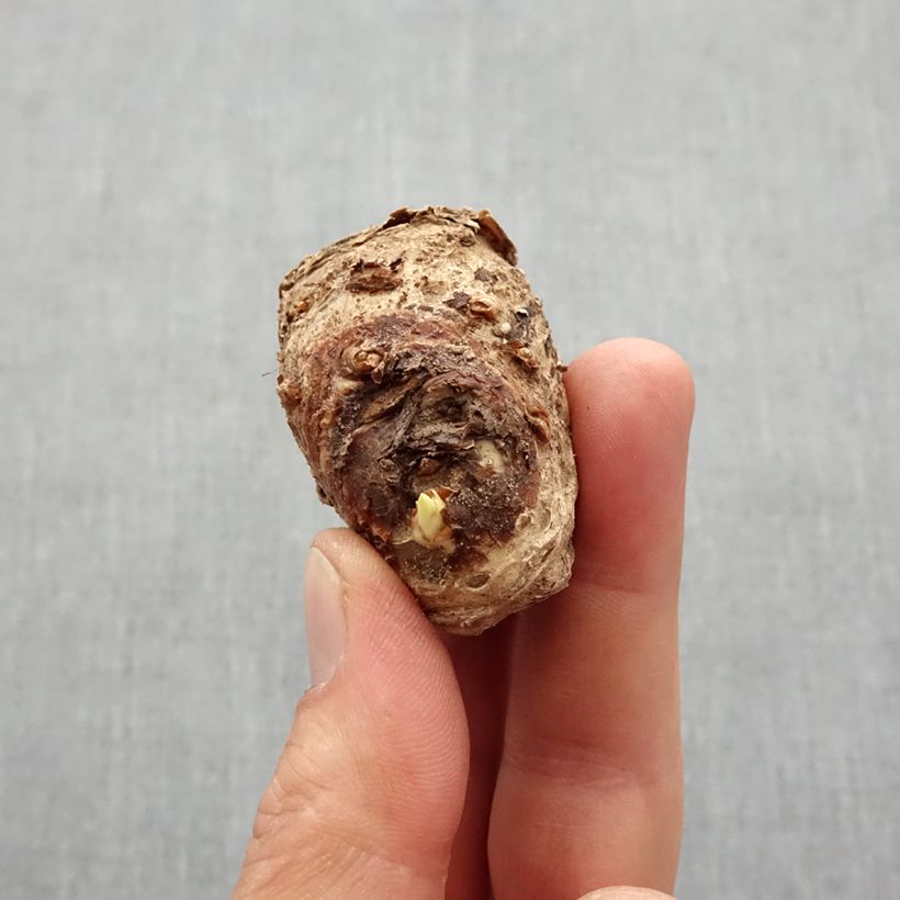 Example of Arum ou Calla jaune - Zantedeschia Solfatare Bulbe calibre 14+ as you get in printemps