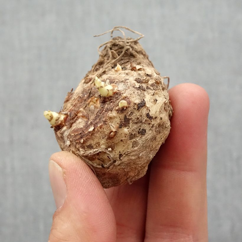 Spécimen de Arum ou Calla mauve lavande - Zantedeschia Lavender Gem Bulbe calibre 14+ tel que livré au printemps