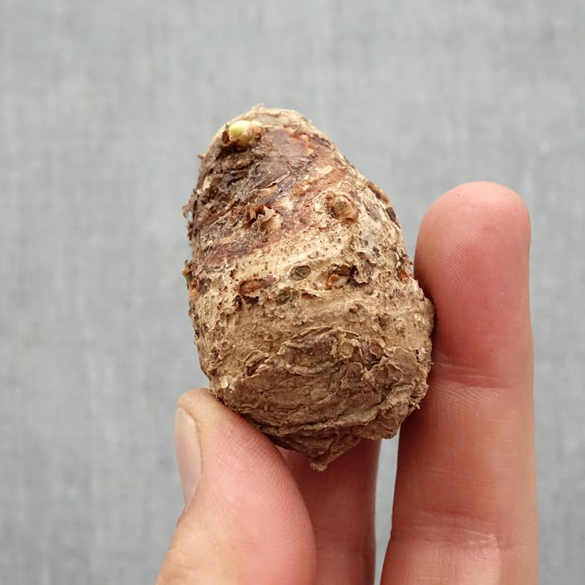 Spécimen de Arum ou Calla rose tendre - Zantedeschia Captain Melrose Bulbe calibre 14+ tel que livré au printemps