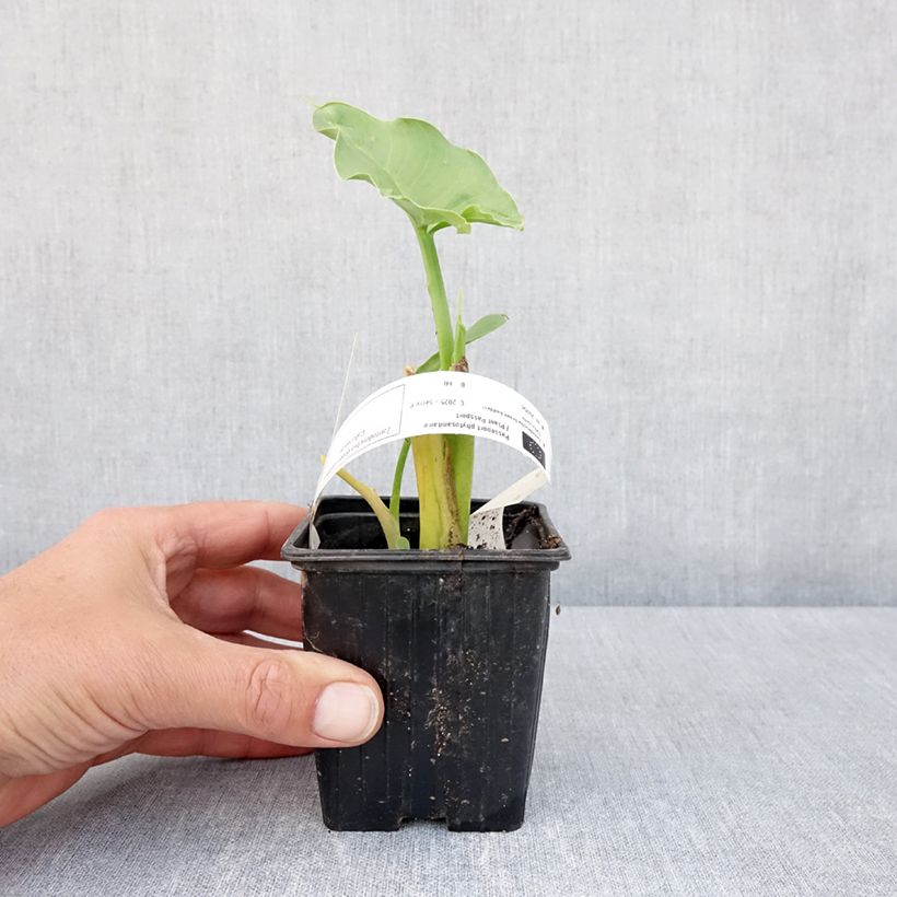 Spécimen de Arum ou Calla vert - Zantedeschia Aethiopica Green Goddess Godet de 8/9 cm calibre 15+ tel que livré au printemps