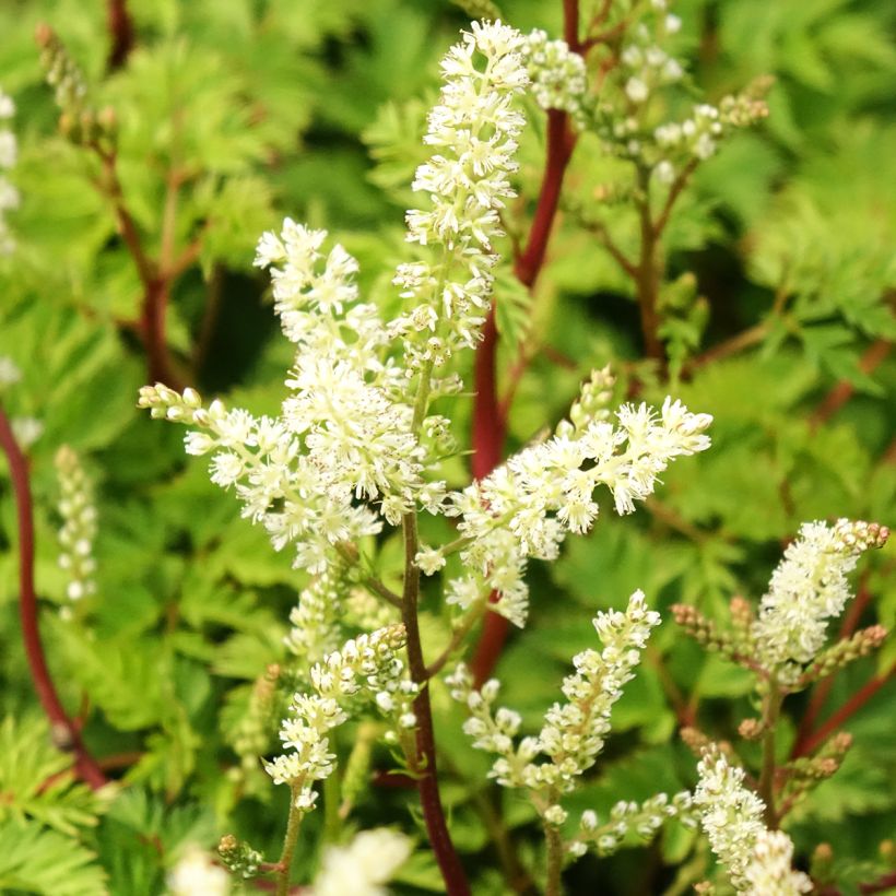 Aruncus dioïcus Kneiffii - Barbe de Bouc (Floraison)