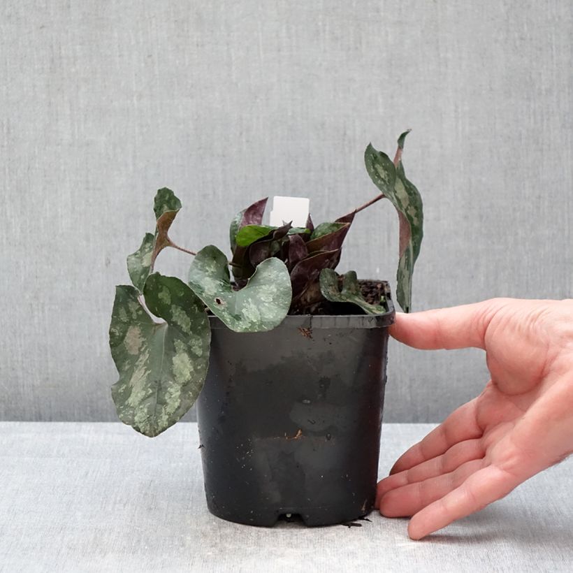 Spécimen de Asarum splendens - Asaret Pot de 1L/1,5L tel que livré en hiver