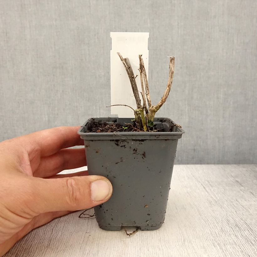 Example of Asclépiade de Curaçao, Asclepias curassavica Godet de 8/9 cm as you get in printemps