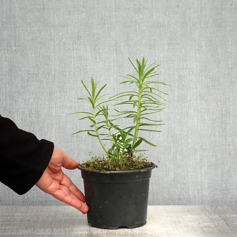 Spécimen de Asclepias tuberosa - Asclépiade tubéreuse Pot de 2L/3L tel que livré au printemps