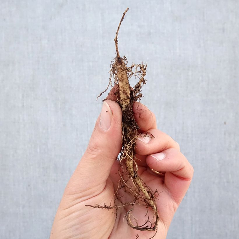 Spécimen de Asclepias tuberosa - Asclépiade tubéreuse Racines nues tel que livré en hiver