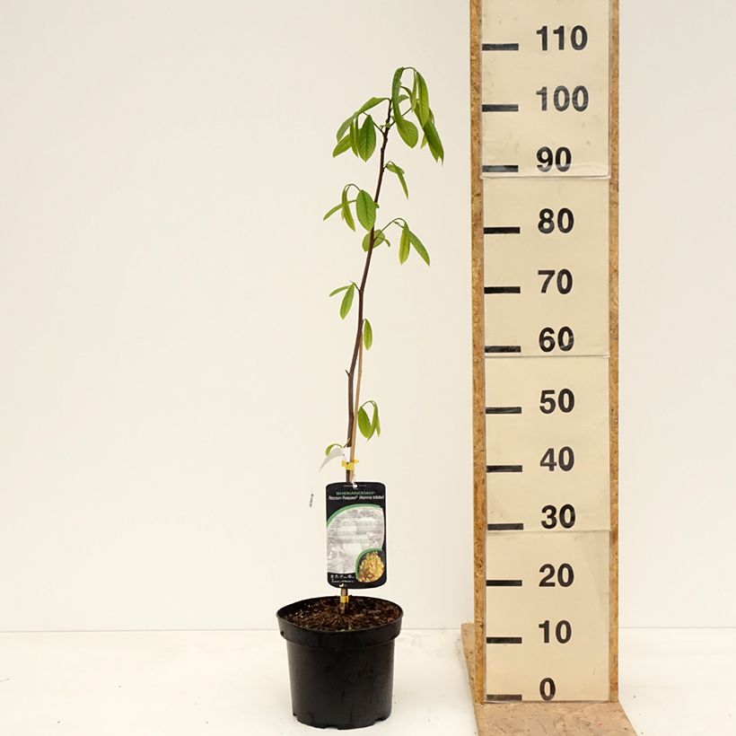 Spécimen de Asimina triloba Shenandoah - Asiminier, Pawpaw Pot de 3L/4L tel que livré au printemps